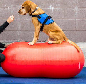 Peanut treningsball Denne peanøttformede ballen er designet for styrketrening av sportshunder, brukshunder og til opptrening i rehabiliteringsperiode. Fåes i ulike størrelser. Alle kommer med DVD og pumpe. 40 cm : kr. 700,- inkl. mva (NY TYPE) 50 cm:  kr. 950,-inkl. mva (NY TYPE) 60 cm : kr. 1 200,- inkl. mva (NY TYPE) 70 cm : kr. 1 350,- inkl. mva 80 cm : kr. 1 600,- inkl. mva